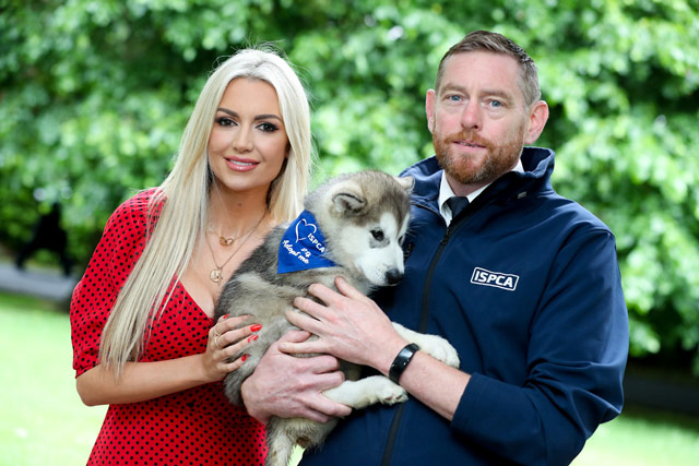 Recent statistics released by the ISPCA reveals that animal cruelty is at an all-time high and some of the complaints investigated by ISPCA Inspectors could have easily been prevented by neutering or spaying their pets. Last year was a record year for the ISPCA in terms of Inspectors dealing with the indiscriminate breeding of cats, with almost 350 felines seized by or surrendered to ISPCA Inspectors.  